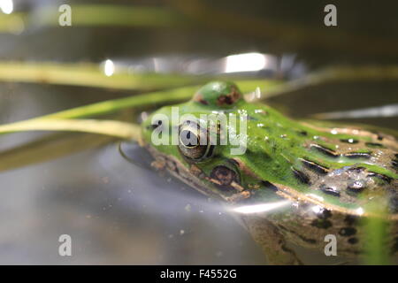 Daruma Teich Frosch (Rana Porosa Brevipoda) in Japan Stockfoto