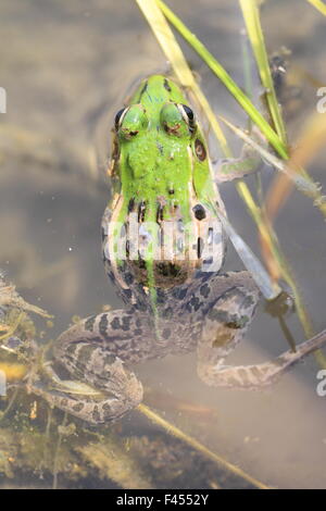 Daruma Teich Frosch (Rana Porosa Brevipoda) in Japan Stockfoto