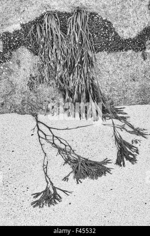 Seetang und Muscheln auf einem Felsen, Lofoten, Norwegen Stockfoto