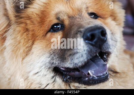 schöne rot-Hundefutter Stockfoto