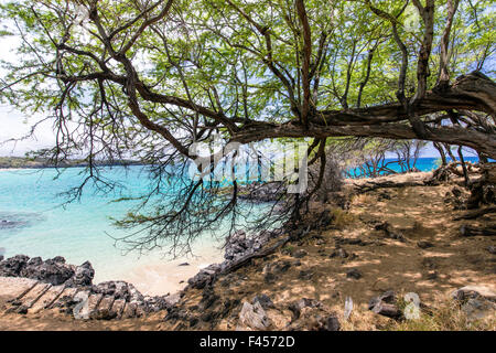 Kiawe Baum; Prosopis Pallida; weltberühmte Hapuna Beach; Große Insel von Hawai ' i; Hawaii, USA Stockfoto