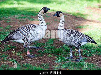 Gefährdete State Bird of Hawaii, Nene, hawaiianische Gans, Ferne bezogen auf kanadische Gans Stockfoto