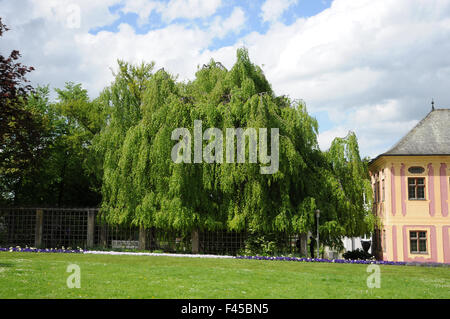 Weinende Buche Stockfoto