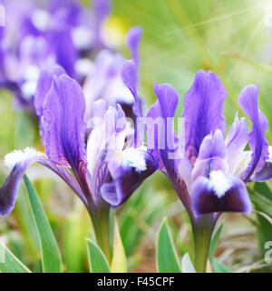 Blumenbeet lila Schwertlilien Stockfoto