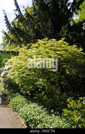 Schnitt-leaved japanischer Ahorn Stockfoto