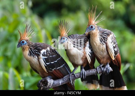 Hoatzins (Opisthocomus Hoazin) thront im tropischen Regenwald Tambopata Reservat, Peru, Südamerika. Stockfoto