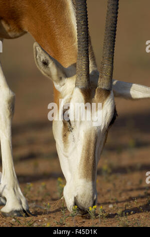 Scimitar-horned Oryx-Antilopen (Oryx Dammah), Dubai Desert Conservation Reserve, Dubai, Vereinigte Arabische Emirate. Stockfoto