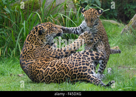 Weibliche Jaguar (Panthera Onca) spielen mit ihr junges, gefangen, kommt in Süd- und Mittelamerika. Stockfoto