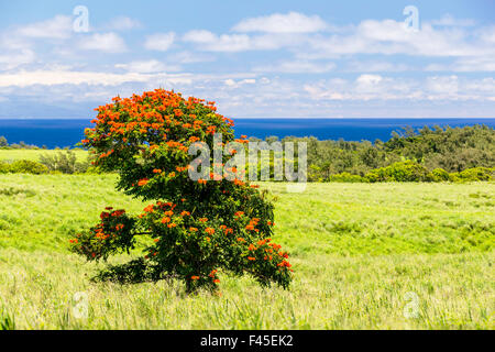 Afrikanischer Tulpenbaum oder Flame Tree; Spathodea Campanulata; in der Nähe von Akoakoa Point, Big Island von Hawaii; USA Stockfoto