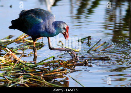 Graukopf-Swamphen (Porphyrio poliocephalus) - Green Cay Wetlands - Boynton Beach, Florida USA Stockfoto