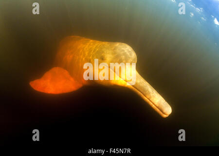 Amazon River Dolphin oder Boto (Inia Geoffrensis ...