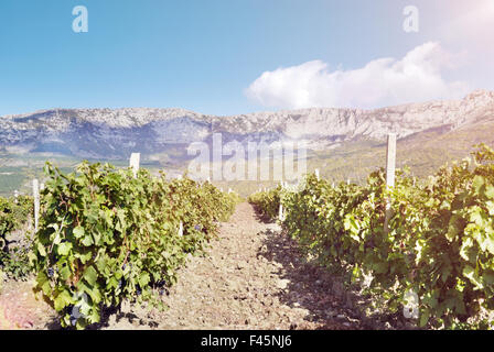 Reihen von Weinstöcken Stockfoto