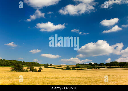 Sommerlandschaft Stockfoto