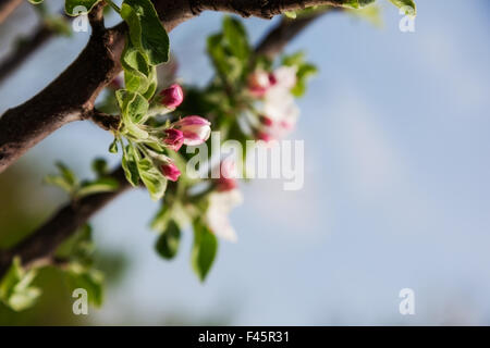 Schönen Frühling Blumen Apfel. Close-up Stockfoto