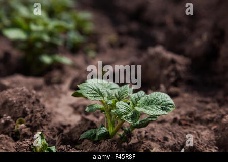 Junge Kartoffeln auf Bodenbedeckung. Pflanze-Nahaufnahme Stockfoto