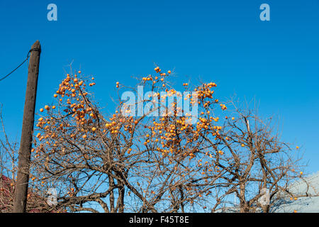 Kaki Früchte auf dem Baum Stockfoto