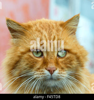 Rote Katze mit grünen Augen Stockfoto