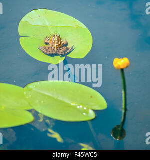 Frosch auf Blatt sitzen Stockfoto