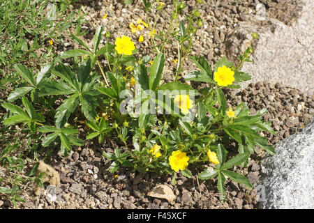 Alpine Fingerkraut Stockfoto