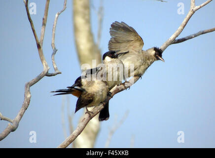 Bintan, Riau-Inseln, Indonesien. 15. Oktober 2015. BINTAN, Indonesien - 15 Oktober: Die rußigen leitete Bulbul (Pycnonotus Aurigaster) gesehen am 15. Oktober 2015 in Bintan, Riau Inseln Provinz Indonesia.The rußigen leitete Bulbul (Pycnonotus Aurigaster) ist eine Art von Songbird in Pycnonotidae Familie. Es findet in Kambodscha, China, Hong Kong, Indonesien, Laos, Burma, Thailand und Vietnam. Ihr Lebensraum sind tropische oder subtropische feuchte Auwälder. © Sijori Bilder/ZUMA Draht/Alamy Live-Nachrichten Stockfoto