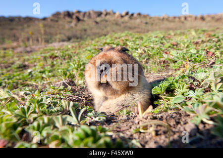 Große Spitze Maulwurf Ratte (Tachyoryctes Macrocephalus) erscheinen aus seinem Loch, Bale-Mountains-Nationalpark, Äthiopien. Mit remote-Kamera aufgenommen. Stockfoto