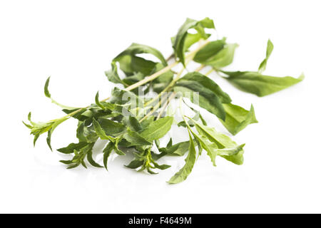Goji Blatt isoliert auf weißem Hintergrund Stockfoto