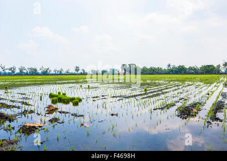 Cloud-Reflexion über Reisfeld Stockfoto