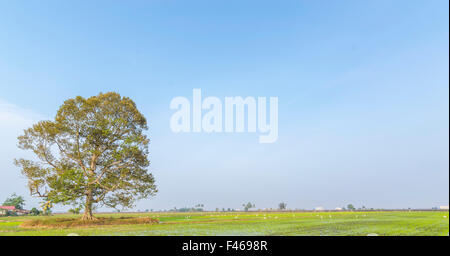 Baum am Reisfeld mit blauem Himmel Stockfoto