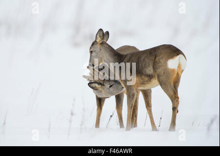 Reh (Capreolus Capreolus) Bock und Doe Interaktion, Vesneri, Estland, März. Gewinner des Tiergeschichten Portfolios im Melvita Natur Bilder Awards Wettbewerb 2014. Stockfoto