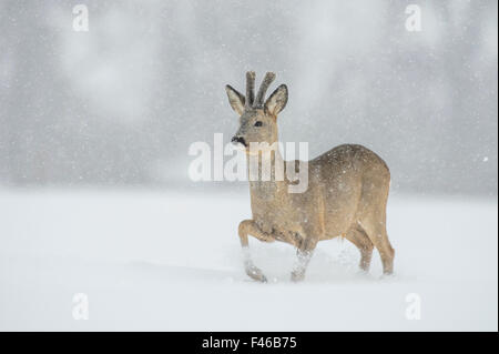 Reh (Capreolus Capreolus) buck in schneebedeckten Feld, Vesneri, Südestland, März. Gewinner des Tiergeschichten Portfolios im Melvita Natur Bilder Awards Wettbewerb 2014. Stockfoto