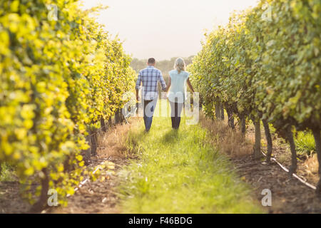 Rückansicht des Paares zu Fuß und Hand in Hand zwischen Weinrebe Stockfoto