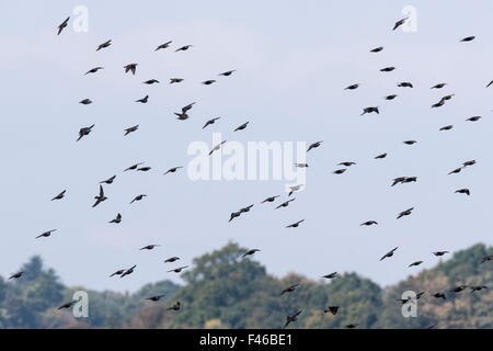 Eine Herde von Stare fliegen Stockfoto