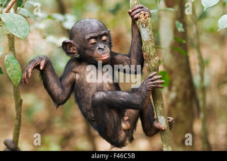Bonobo männliches Baby "Bomango" im Alter von 10 Monaten Klettern eine Niederlassung (Pan Paniscus). Lola Ya Bonobo-Fabrik, demokratische Republik Kongo. Okt 2010. Stockfoto