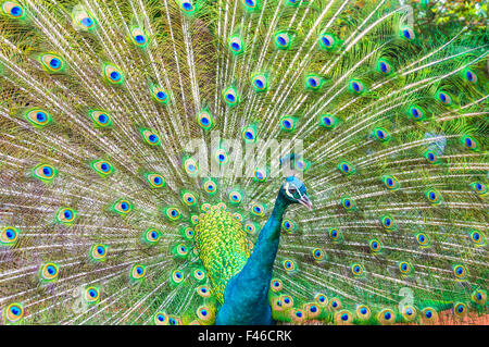 Porträt von Pfau mit Federn Stockfoto