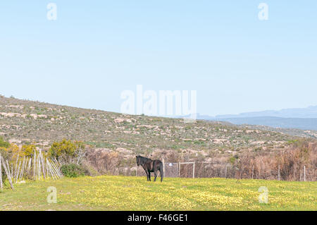 Pferd in einem Feld von gelben Blüten an Gifberg (Poison Berg) in der Nähe von Vanrhynsdorp in der Provinz Westkap in Südafrika Stockfoto