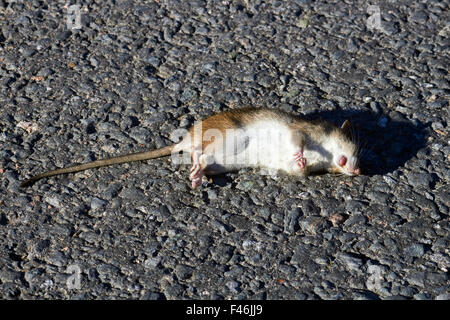 Tote braune Ratte auf Straße, Finnland Stockfoto