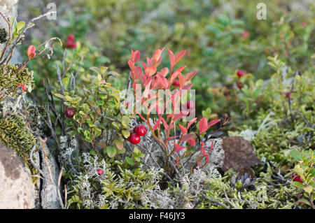 Rote Reife Preiselbeeren und die roten Blätter der Heidelbeere Stockfoto