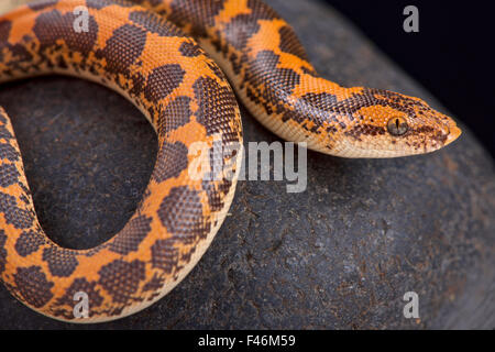 Kenianische Sand Boa (Gongylophis Colubrinus) Stockfoto
