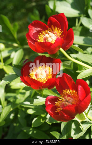 Scarlet rot einzelne Pfingstrose Stockfoto