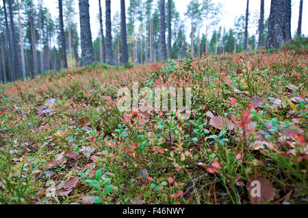 herbstliche Dichte Waldlandschaft. Tiefen Taiga Forest.Russia Stockfoto