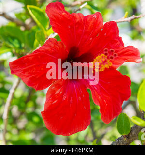 Roten tropischen Blumen Hibiskus Stockfoto