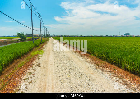 Landstraße in der Mitte von Reisfeldern in Sekinchan, Malaysia Stockfoto