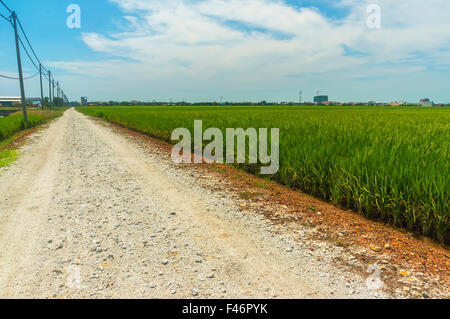 Landstraße in der Mitte von Reisfeldern in Sekinchan, Malaysia Stockfoto