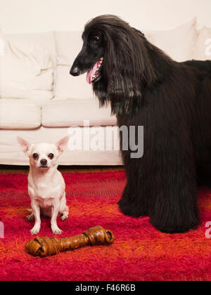 Zwei Hunde und eine Dogbone. Stockfoto