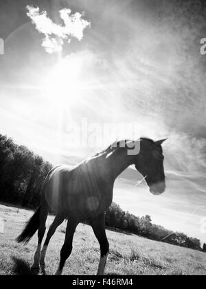 Ein Pferd in einem geschlossenen Bereich, Schweden. Stockfoto