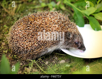 helles Bild lustige Igel ein trinken Milch Stockfoto