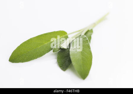 Salbei Zweig isoliert auf weißem Hintergrund Stockfoto