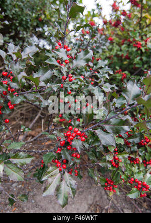 Stechpalme Bush Ilex Meserveae mit stacheligen Blättern und roten Beeren, Stockholm, Schweden im Oktober. Stockfoto