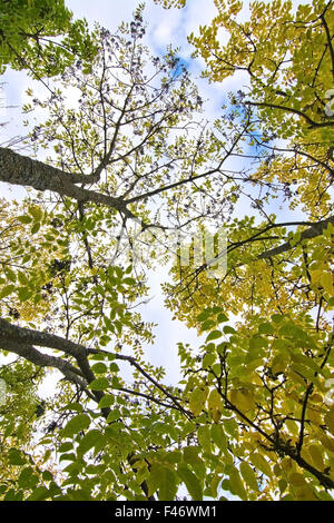 Amur Cork Äste gegen den Himmel in Schweden im Oktober. Stockfoto