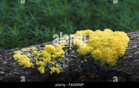 Schleim, Schimmel, Rührei Schleim oder Blumen Tan (Fuligo Septica), Niedersachsen, Deutschland Stockfoto